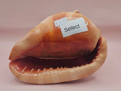 Bullmouth Cameo helmet shell with peach interior and textured dark outer ridges