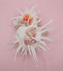 Spiny white spondylus shell with orange center mounted on coral base for coastal display