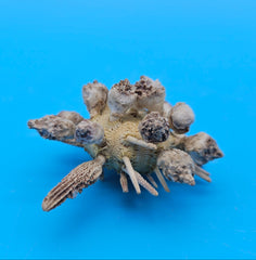 Pine Tree Urchin display shell 2.8 inches with natural spiny details for coastal home décor