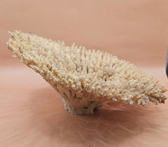Natural dried table coral specimen with dense, beige-colored branching, ideal for coastal home décor, beach wedding centerpieces, or marine-themed interior styling