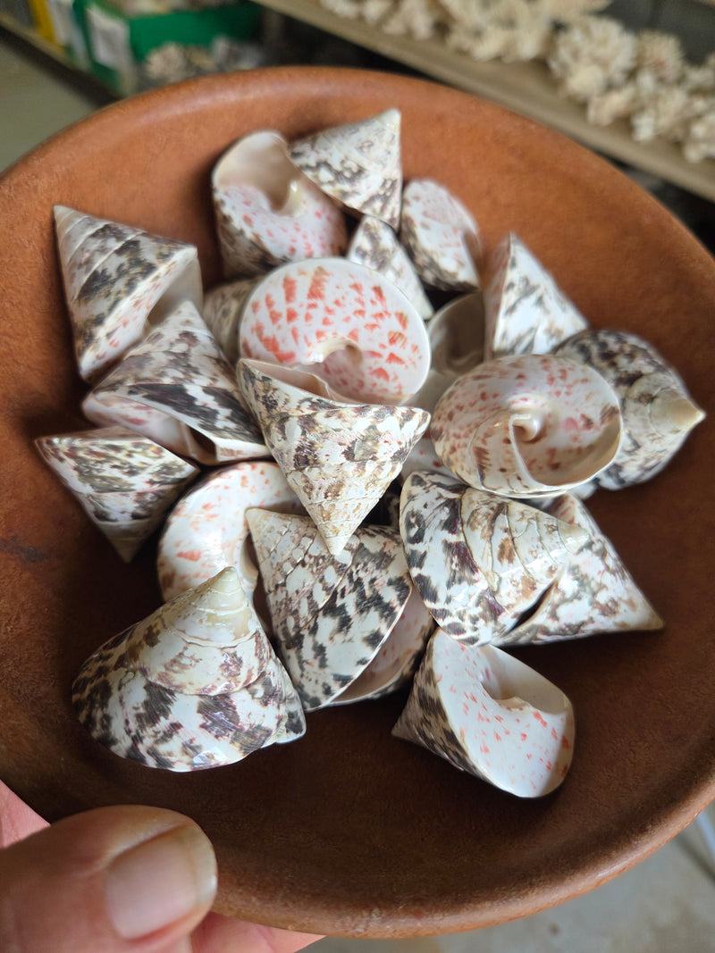 Polished Trochus Nioliticus Shell 2"