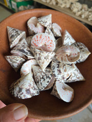 Polished Trochus Nioliticus Shell 2