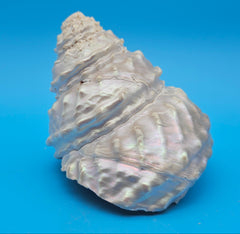 Pearled Astraea undosa shell with iridescent finish and knobby ridged spiral surface on bright blue background