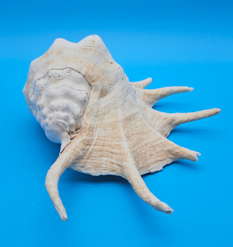 Extra large Lambis truncata display shell for coastal home decor - premium natural specimen