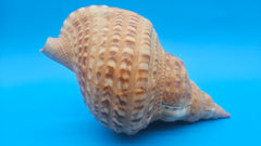 Blonde Triton shell 9.75-inch golden brown ridged sea shell with flared peach opening for coastal décor