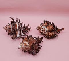 Trio of long spine Murex endive shells with spiny ridges and brown-cream color pattern on a pink background