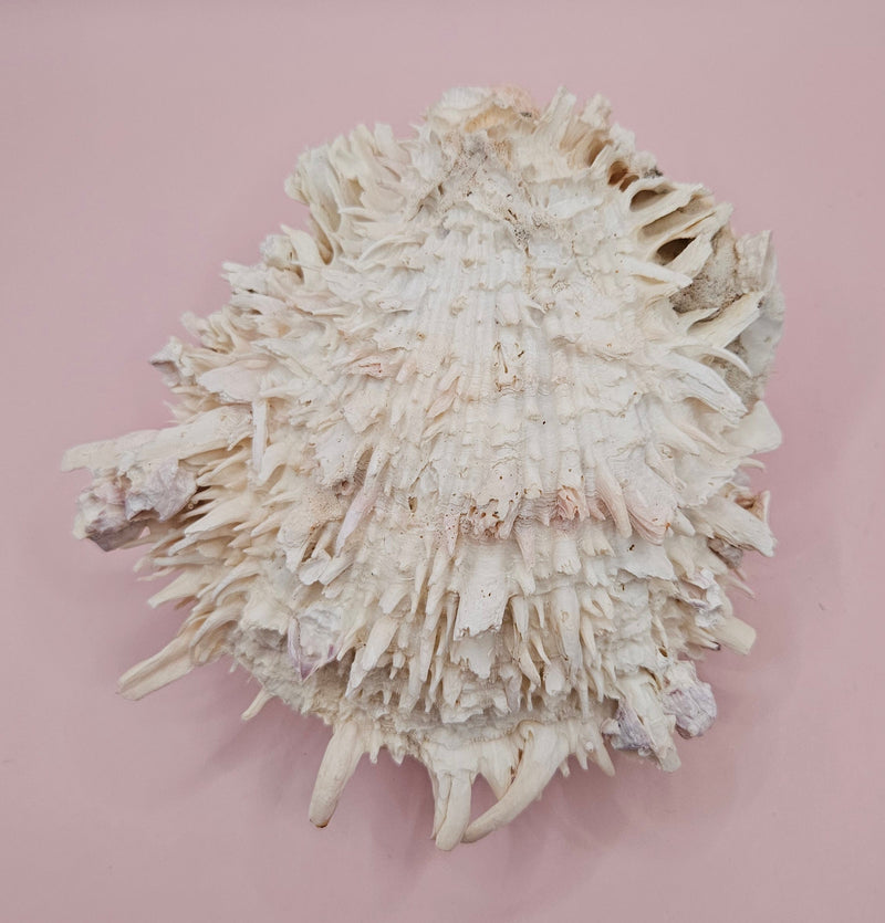 Spiky white Spondylus shell with ridged texture and sharp coral-like points, shown on a blue background
