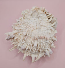 Spiky white Spondylus shell with ridged texture and sharp coral-like points, shown on a blue background