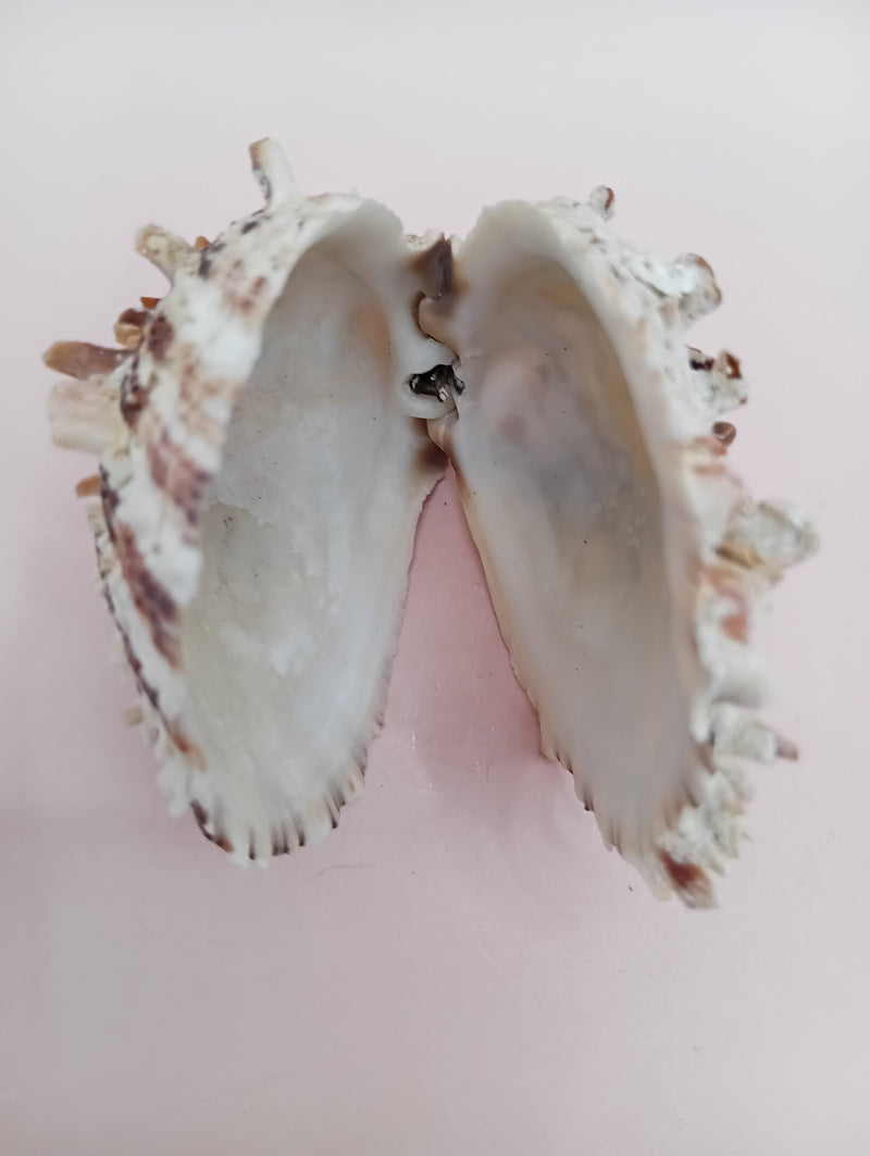 3.0" Hinged Spondylus shell with spiny ridges and cream-pink tones held in hand