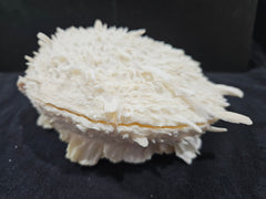 Spondylus Shell Pair - Exact Shell Shown