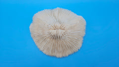 Vintage mushroom coral specimen for coastal home decor - natural marine piece