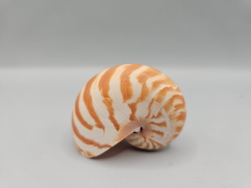 Chambered Tiger Nautilus shell, 2.2 inches wide, with brown stripes and spiral design, perfect for marine décor or collections.