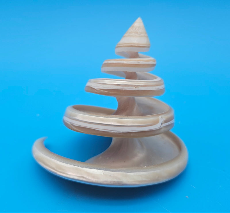 Strawberry Pearl Nautilus Cut Shell 3.4" Glossy Spiral Display – Brochure Style Interior