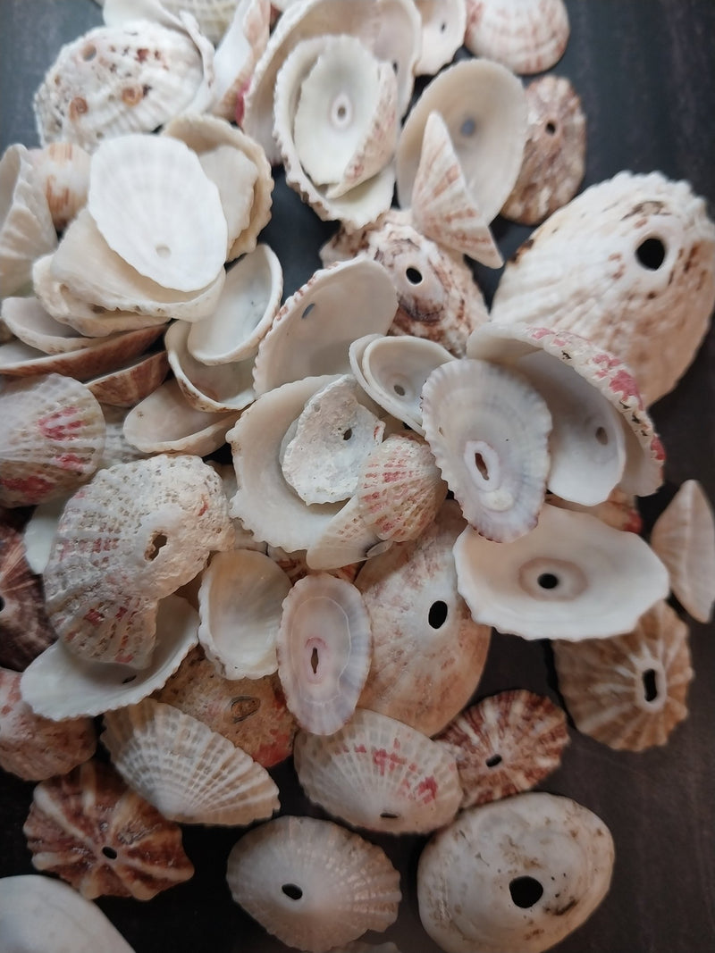 Rosy Keyhole Limpet - Loving Coastal Living