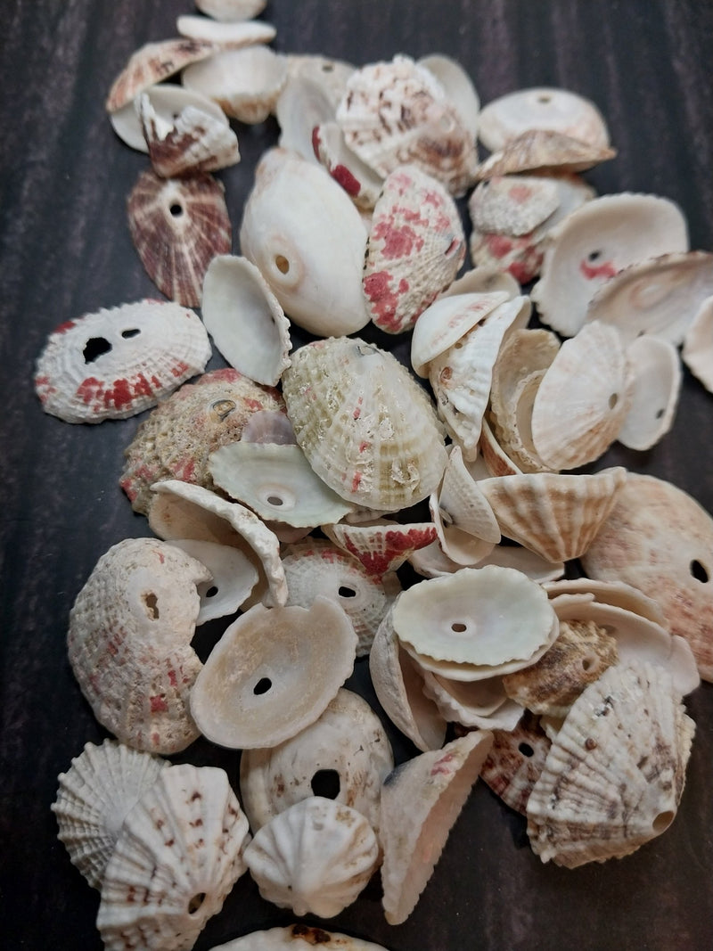 Rosy Keyhole Limpet - Loving Coastal Living