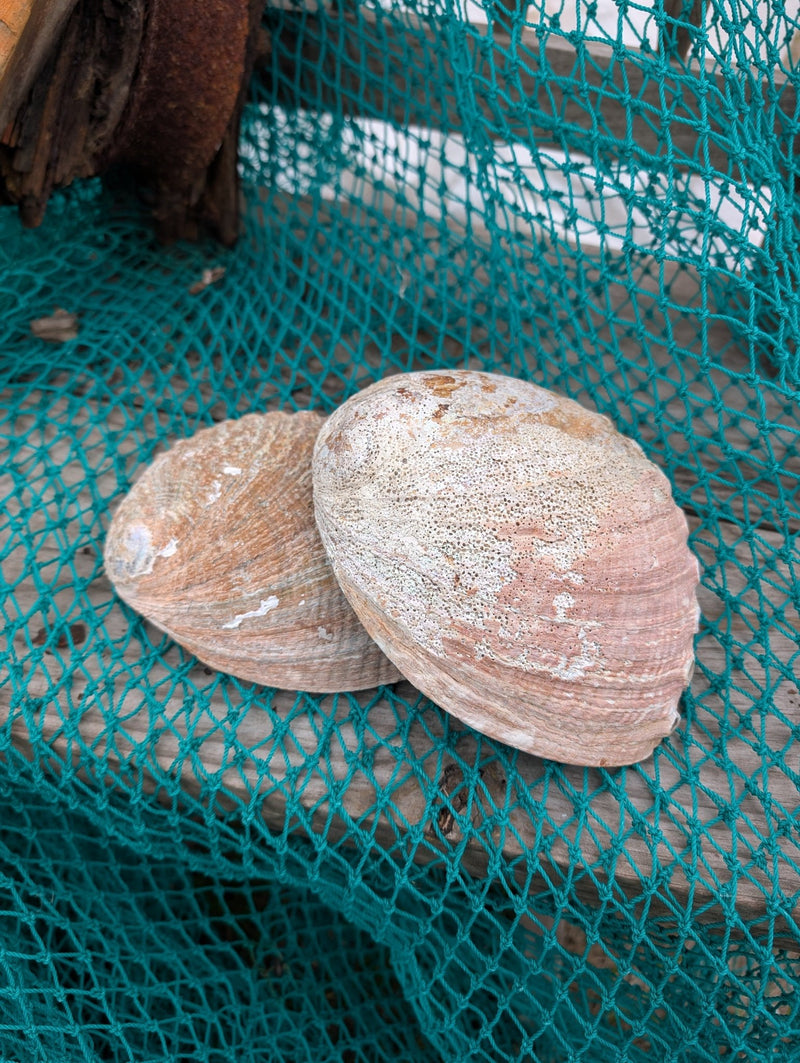 Rust Back Light Green Abalone Shell - Haliotis Fulgens - ShellsLoving Coastal Living