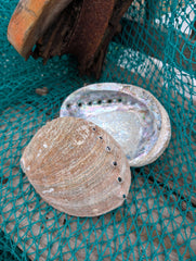 Rust Back Light Green Abalone Shell - Haliotis Fulgens - ShellsLoving Coastal Living