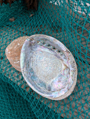 Rust Back Light Green Abalone Shell - Haliotis Fulgens - ShellsLoving Coastal Living