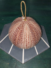 Rust English Urchin Ornament - Loving Coastal Living