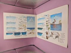 SAND AND SURF - PATTERNS FROM THE SEA by B. J. Cook (Author) - BooksLoving Coastal Living