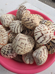 Script Venus Clam - Loving Coastal Living