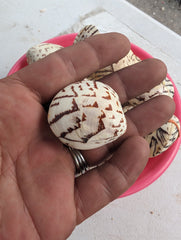 Script Venus Clam - Loving Coastal Living