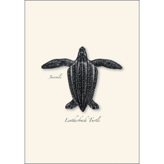 Sea Turtle Juveniles Note Card Set – Eco - Friendly Illustrated Cards - Earth Sky + Water