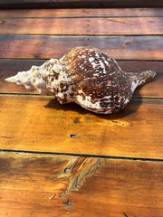 Select Horse Conch Shell 11.5