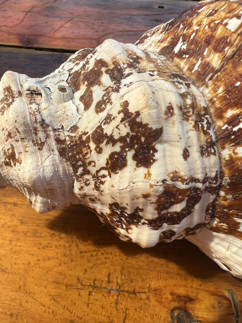 Select Horse Conch Shell 11.5" w/ Periostracum Perio FASCIOLARIA GIGANTEA - Etsy