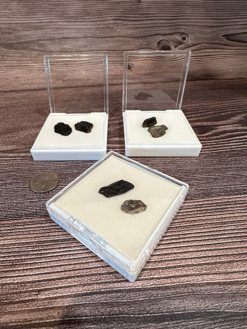 Sets of Fossilized Gar Scales from Port Aransas Texas
