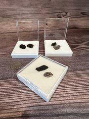 Sets of Fossilized Gar Scales from Port Aransas Texas