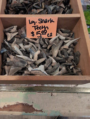 Shark teeth - Loving Coastal Living