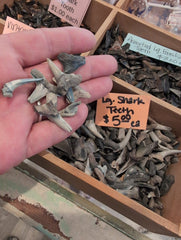 Shark teeth - Loving Coastal Living