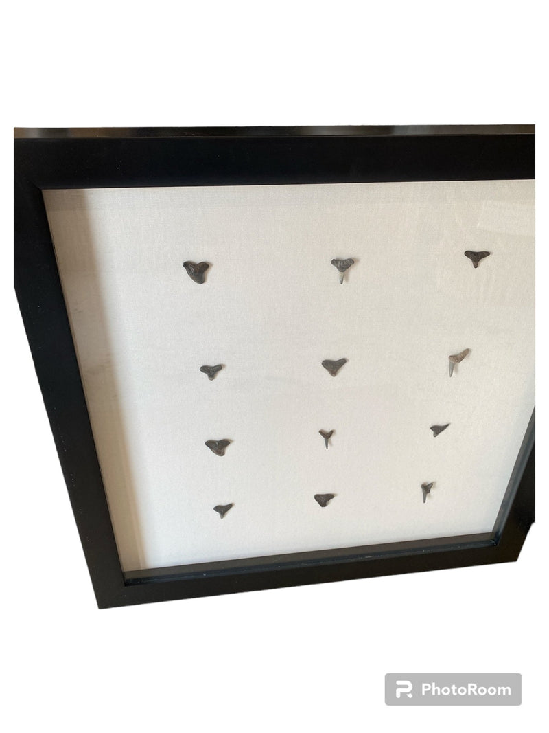 Shark teeth shadow box - Made to order - Wall DecorLoving Coastal Living