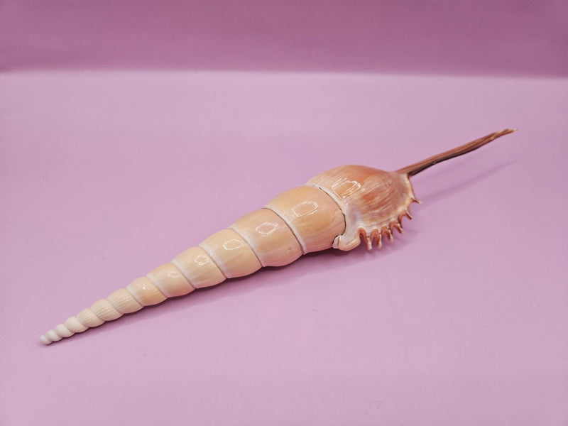Shinbone Tibia Fusus Shell - 9.5" - seashellsLoving Coastal Living