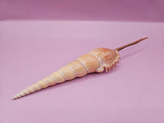 Shinbone Tibia Fusus Shell - 9.5