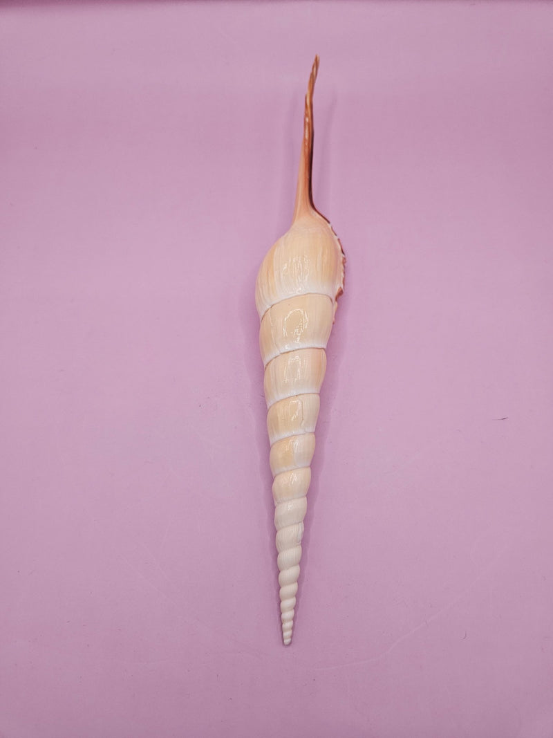 Shinbone Tibia Fusus Shell - 9.75" - seashellsLoving Coastal Living