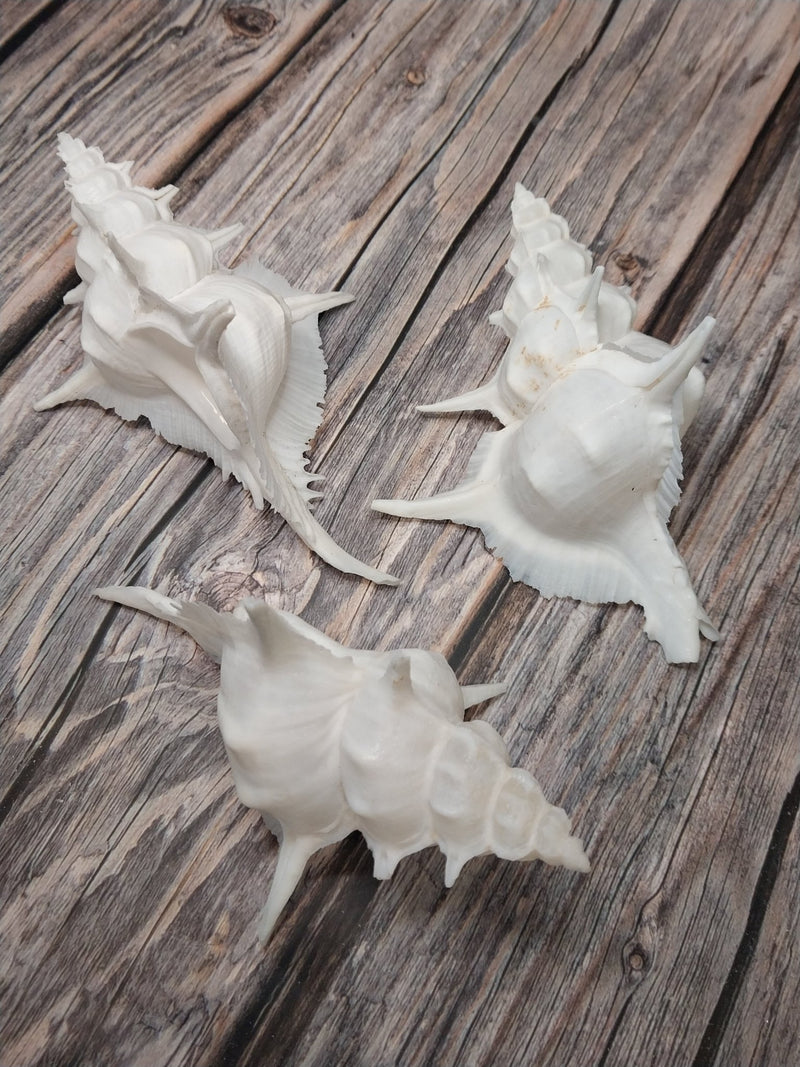 Siratus Alabaster Murex Seashell 4.5 - 5.5+" - Etsy