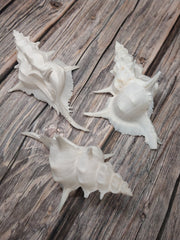 Siratus Alabaster Murex Seashell 4.5 - 5.5+