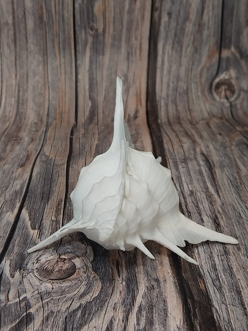 Siratus Alabaster Murex Seashell 4.5 - 5.5+" - Etsy