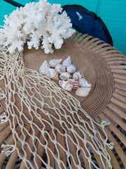 Small Aerolata Babylonia - Loving Coastal Living