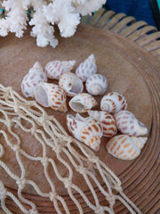 Small Aerolata Babylonia - Loving Coastal Living