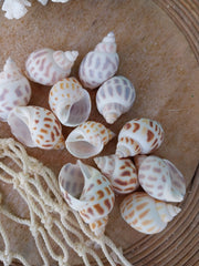 Small Aerolata Babylonia - Loving Coastal Living