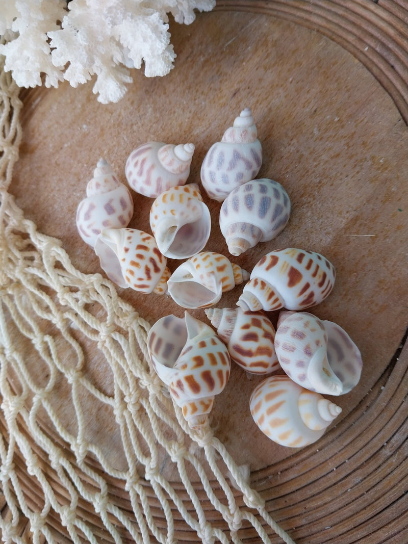 Small Aerolata Babylonia - Loving Coastal Living