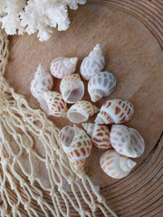 Small Aerolata Babylonia - Loving Coastal Living