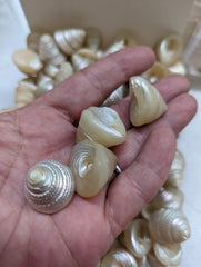 Small Pearl Trochus - Loving Coastal Living