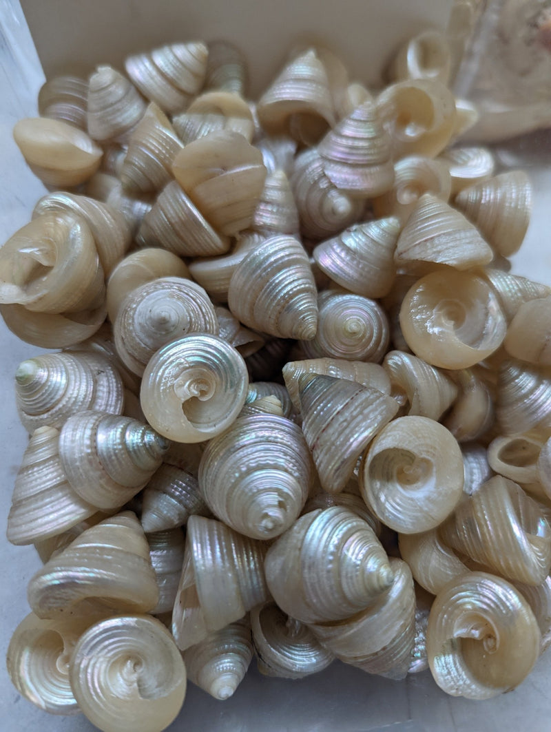 Small Pearl Trochus - Loving Coastal Living