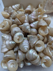 Small Pearl Trochus - Loving Coastal Living