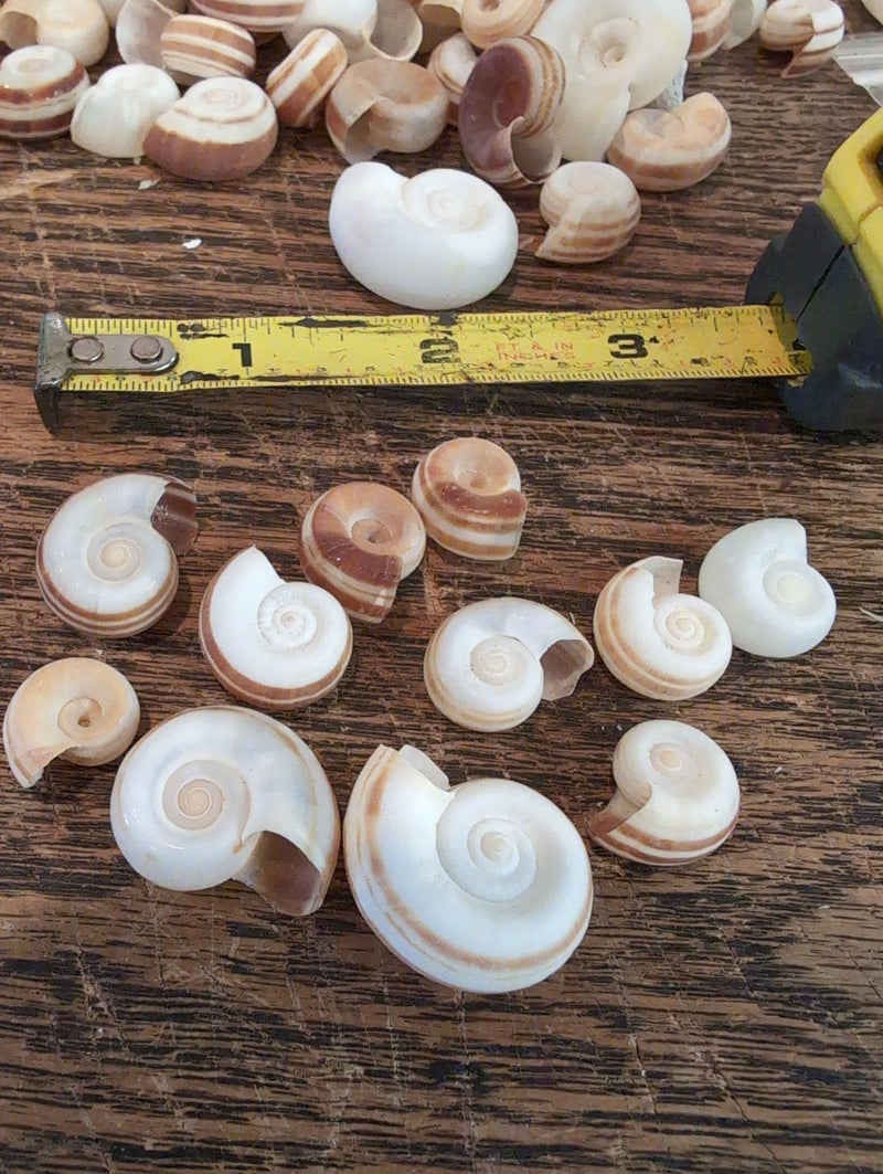 Small Rams Horn Shell - Loving Coastal Living