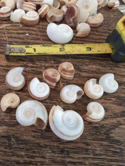 Small Rams Horn Shell - Loving Coastal Living
